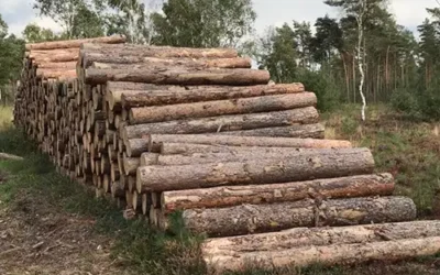 Houten vloeren en CO2